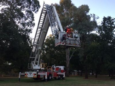 Wildlife Rescue & Information Network Inc. | Looking after Victoria's